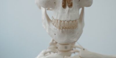 Стоковая иллюстрация: Учебная модель скелета человека